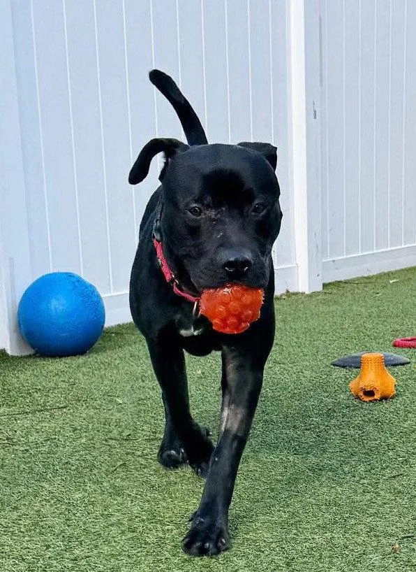 A young large-sized male Pit Bull Terrier dog named Percy for adoption in Pompano Beach, FL
