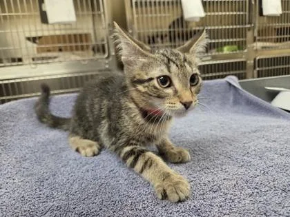 A baby small-sized female Domestic Short Hair cat named Tink for adoption in Westland, MI