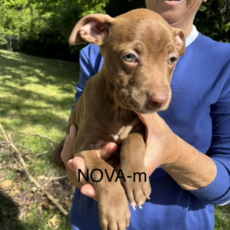 A baby medium-sized male Golden Pit Bull Terrier dog named Nova for adoption in Brentwood, TN