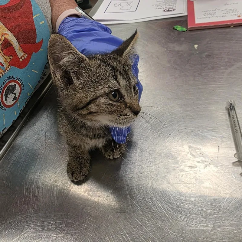 A baby small-sized male Brown / Chocolate Domestic Short Hair cat named Bashful for adoption in Chattanooga, TN