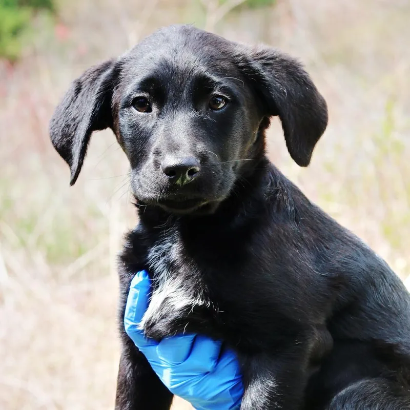 A baby medium-sized female Black Border Collie dog named Ct Macy's for adoption in Stormville, NY