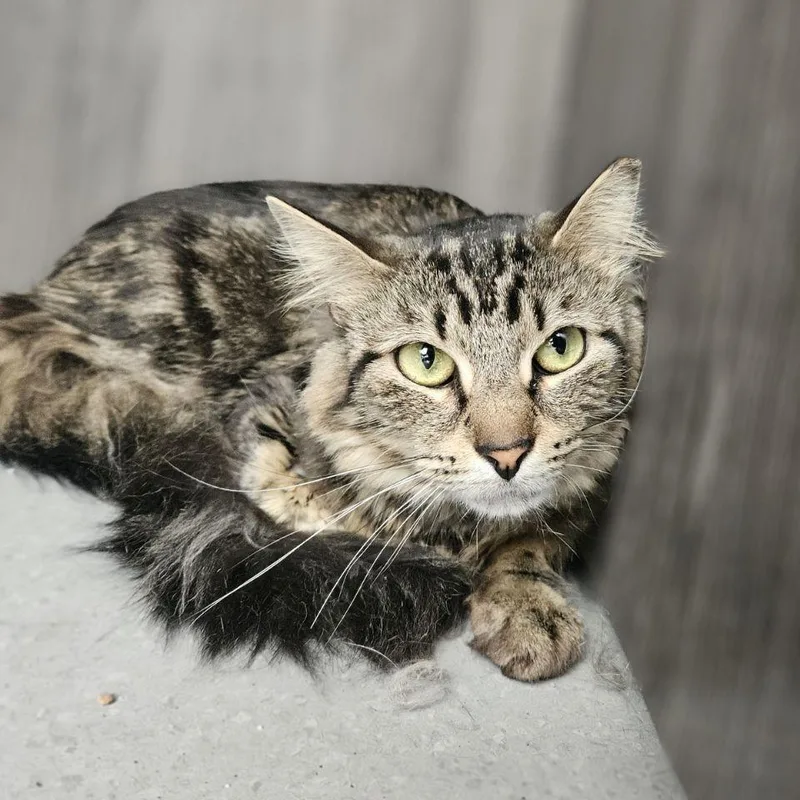 A young medium-sized female Brown / Chocolate Domestic Short Hair cat named Sashi for adoption in Lakewood, CO