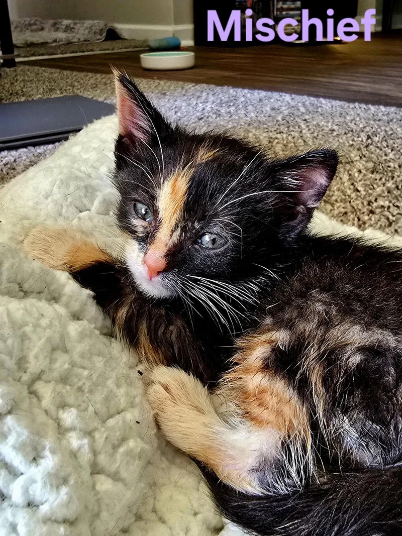 C Litter Mischief