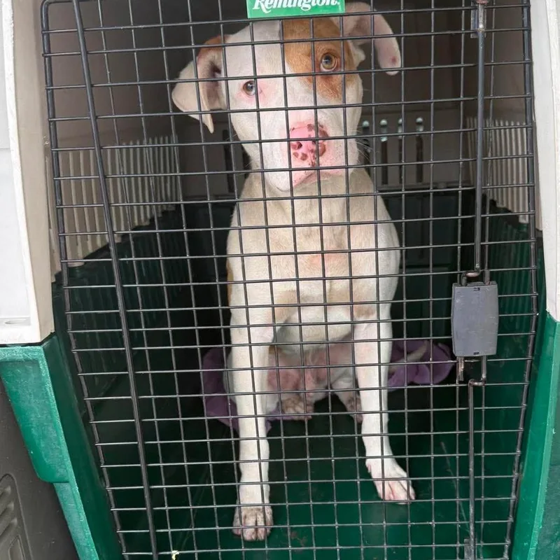 Motley Stray Hold