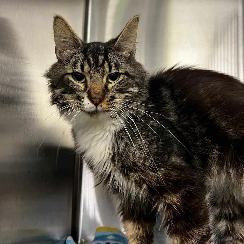 An adult medium-sized male Brown / Chocolate Domestic Long Hair cat named Lionel for adoption in Harrisville, WV
