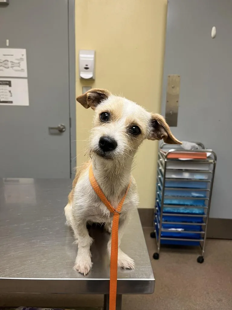 A young medium-sized male Mixed Breed dog named Kellen ✅ for adoption in Florence, SC