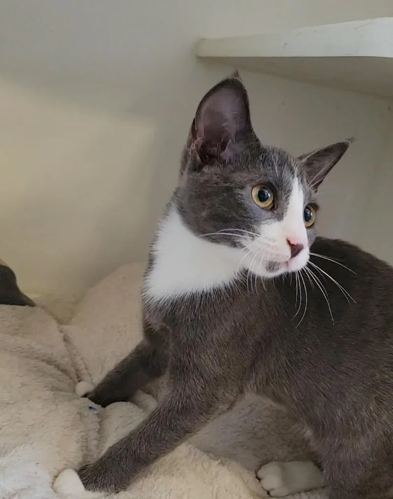 A young medium-sized female Domestic Short Hair cat named Ashford for adoption in Sunnyvale, TX
