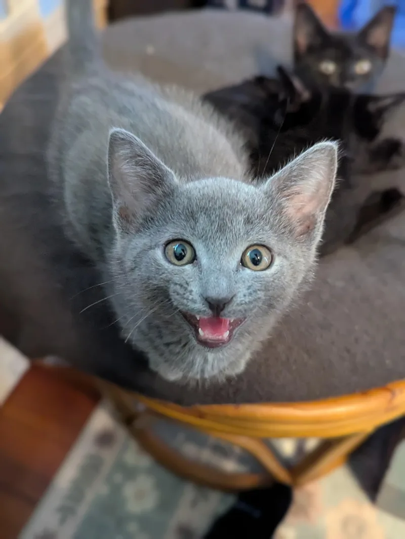 A baby medium-sized female Black Domestic Short Hair cat named Luke Leia And for adoption in Melrose, MA