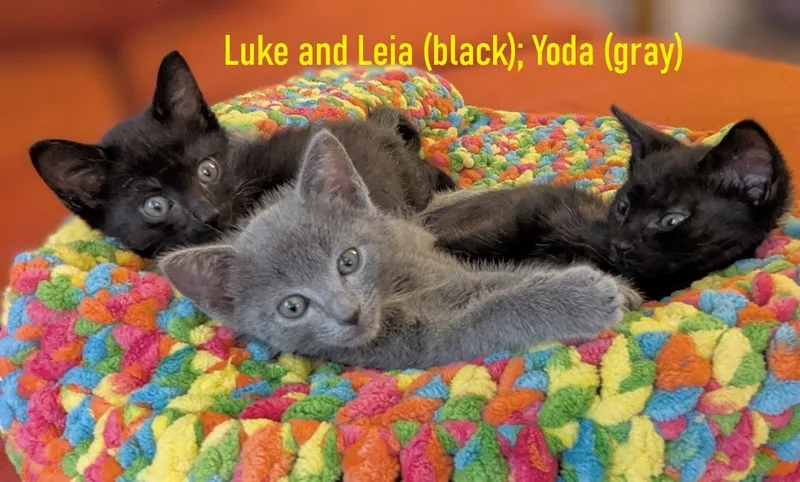 Luke  Leia And thumbnail 2