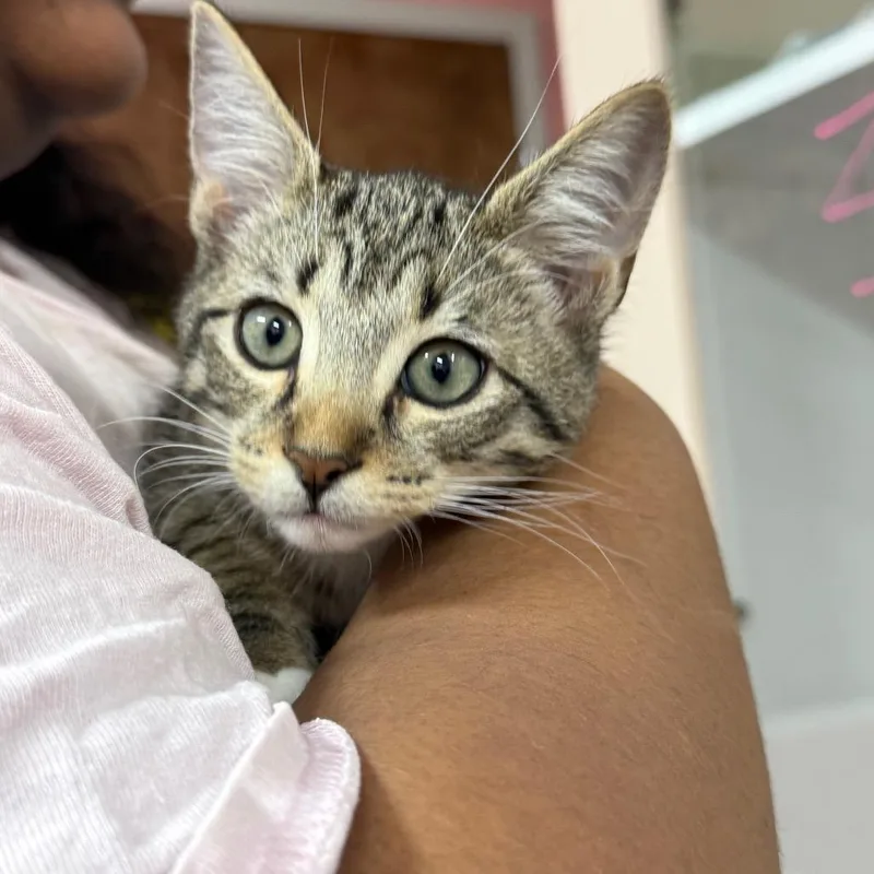 A baby small-sized male Brown / Chocolate Domestic Short Hair cat named Sylvie for adoption in Lauderhill, FL