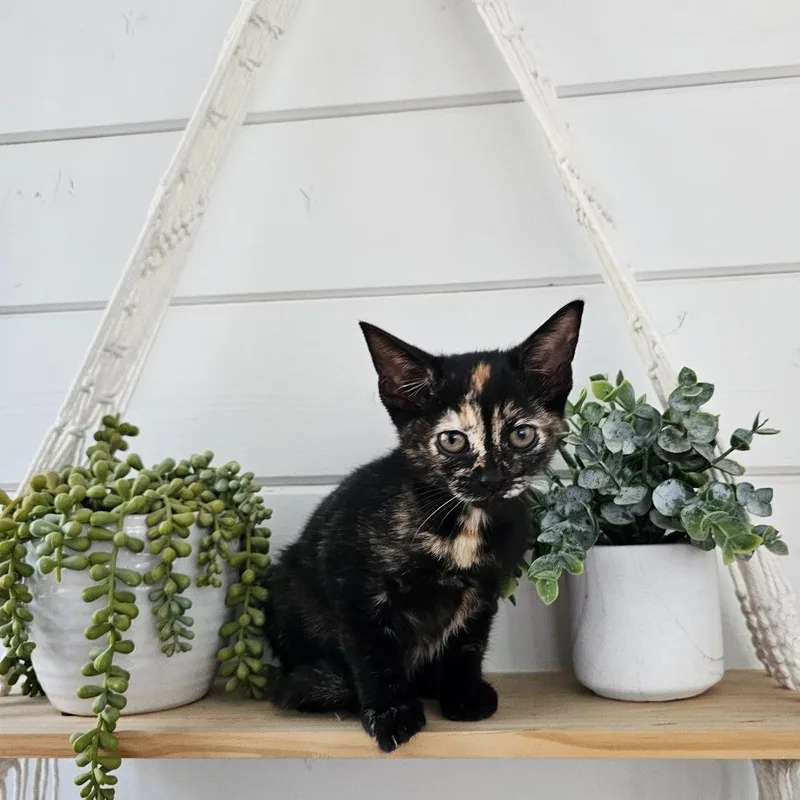 A baby small-sized female Black Domestic Short Hair cat named Winnie for adoption in Alma, WI