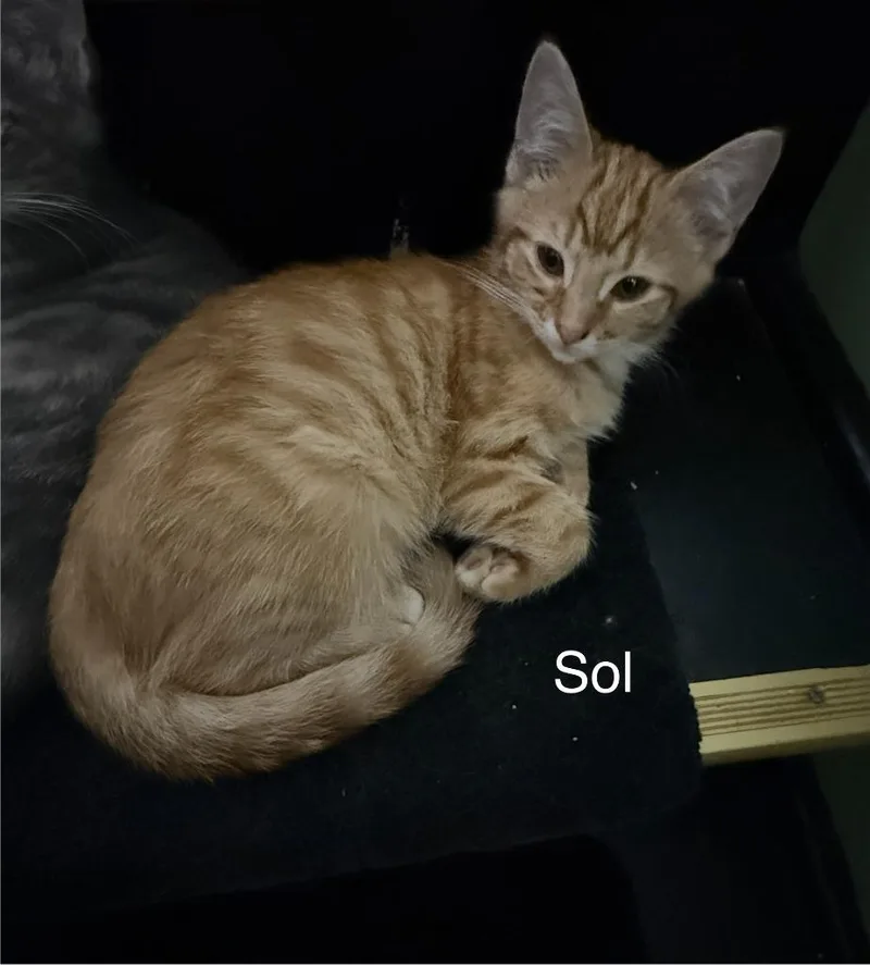 A baby medium-sized male Domestic Short Hair cat named Sol for adoption in Johnson City, TN