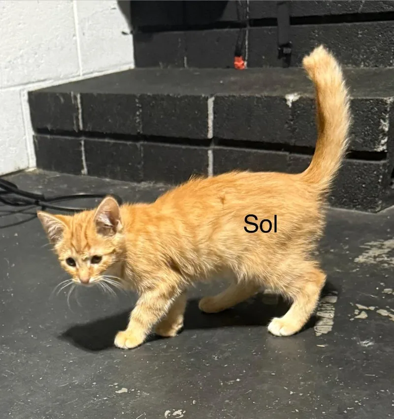 Sol thumbnail 5