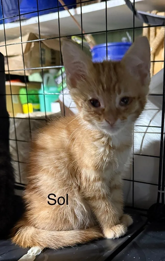 Sol thumbnail 6