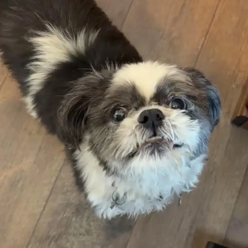 A senior small-sized male Gray / Blue / Silver Shih Tzu dog named Rambo for adoption in Peculiar, MO