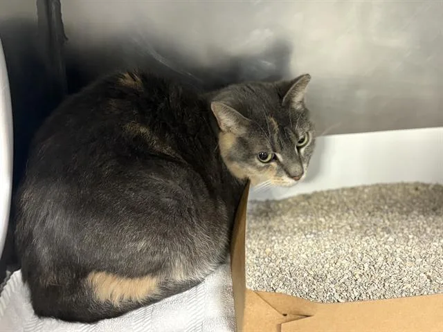 An adult small-sized female Domestic Short Hair cat named Reno for adoption in Panama City, FL