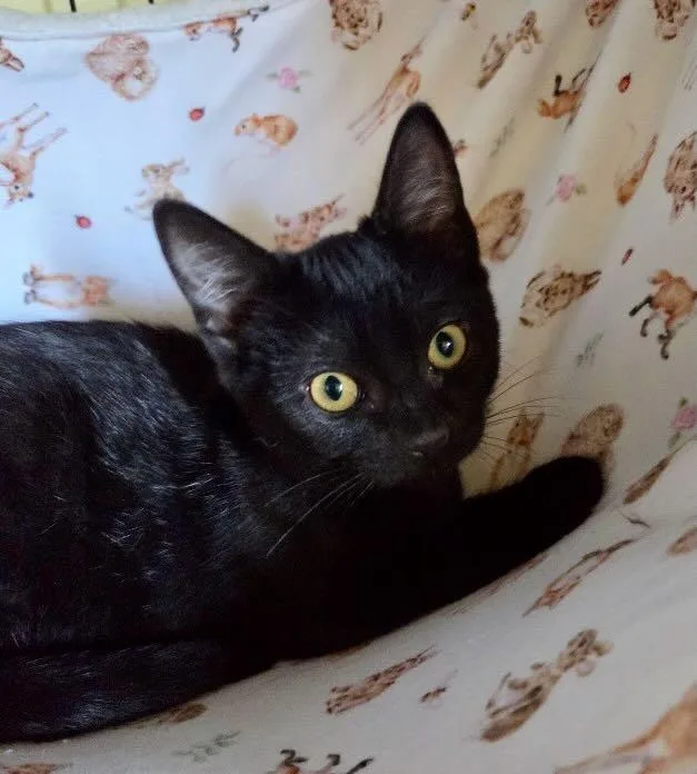A baby medium-sized male Black Domestic Short Hair cat named Gansito & Fresa for adoption in The Dalles, OR