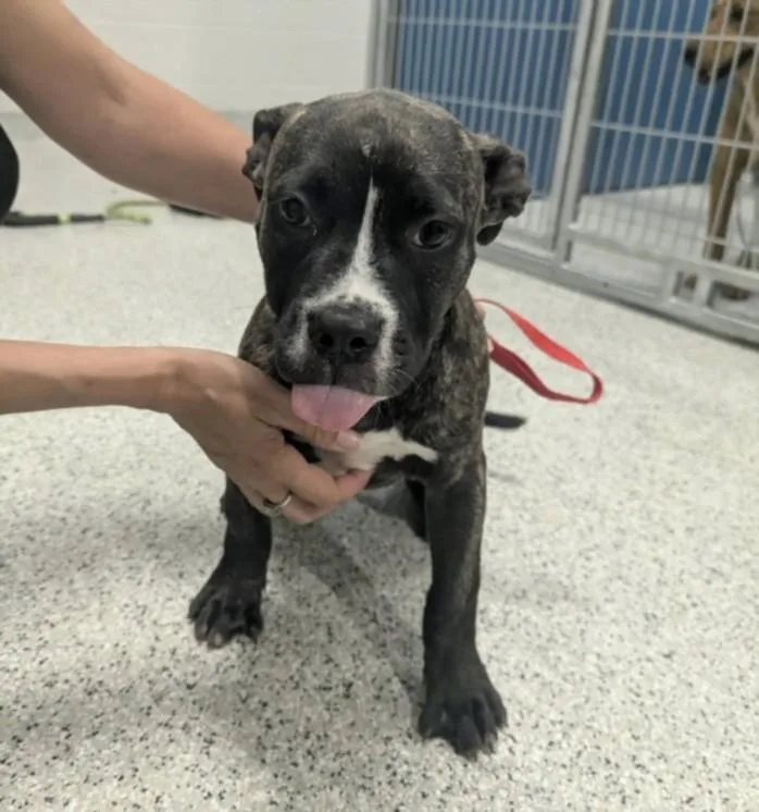 A baby small-sized female Pit Bull Terrier dog named Angel for adoption in Chapel Hill, NC