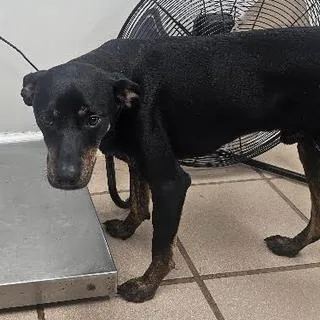 An adult medium-sized male Black Terrier dog named Ace for adoption in Starkville, MS