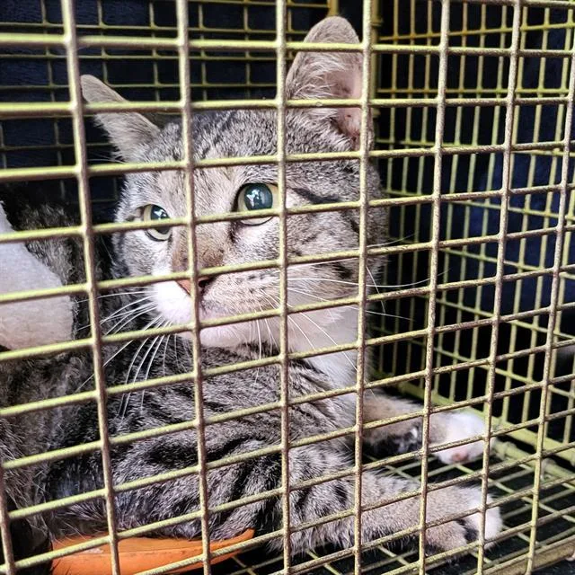 A young medium-sized male Domestic Short Hair cat named Oscar for adoption in San Antonio, TX