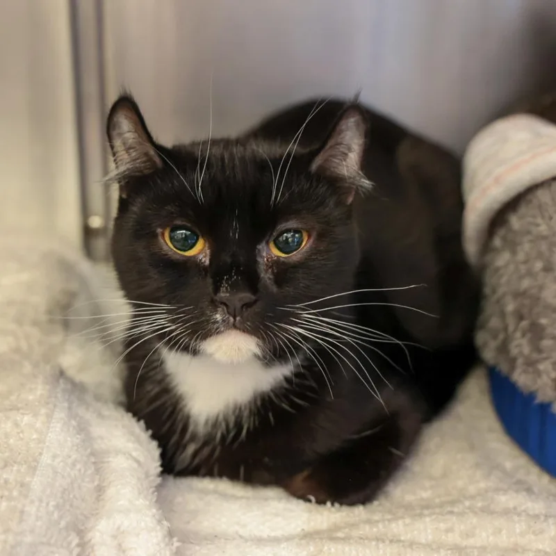An adult medium-sized female Black Domestic Short Hair cat named Toes for adoption in Santa Barbara, CA