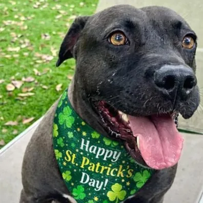 An adult medium-sized female Mixed Breed dog named Lacey for adoption in Palm Harbor, FL