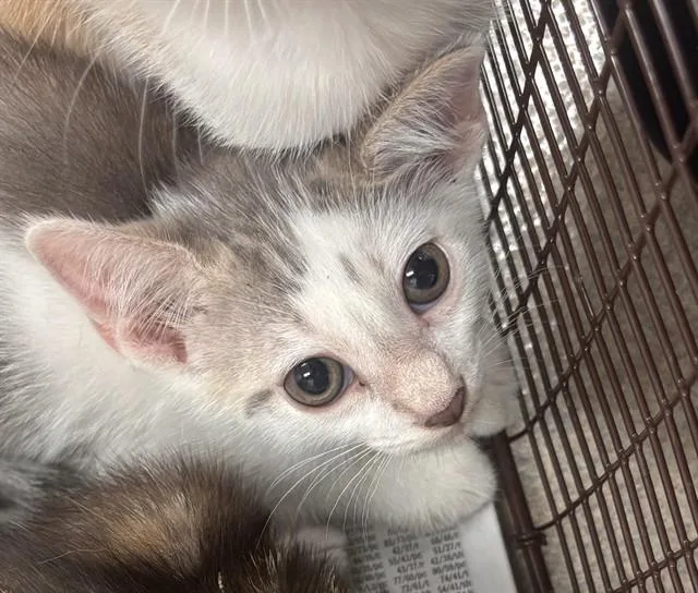 A baby small-sized male Domestic Short Hair cat named Chilis for adoption in Fort Lauderdale, FL