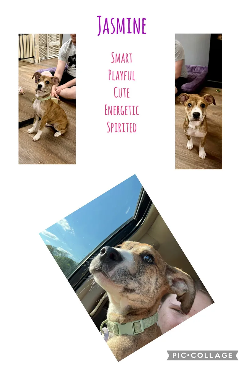 Jasmine thumbnail 3