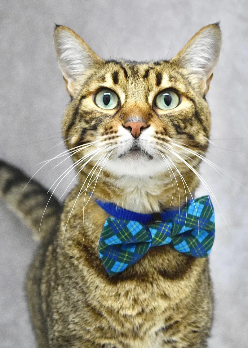 A senior medium-sized male Tabby (Brown / Chocolate) Domestic Short Hair cat named Charlie for adoption in Dublin, CA