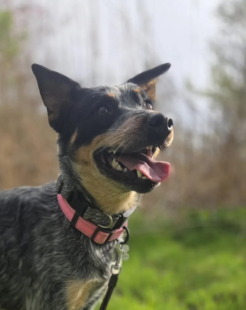 A young medium-sized female Gray / Blue / Silver Australian Cattle Dog / Blue Heeler dog named Shire for adoption in Garden City, NY