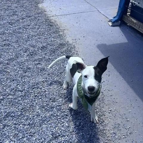 A young medium-sized female Mixed Breed dog named Heidi for adoption in Marion, NC