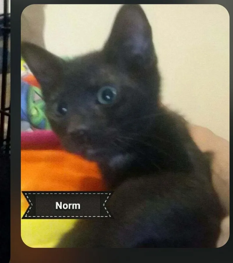 A baby medium-sized male Black Manx cat named Norm for adoption in Shrewsbury, MA