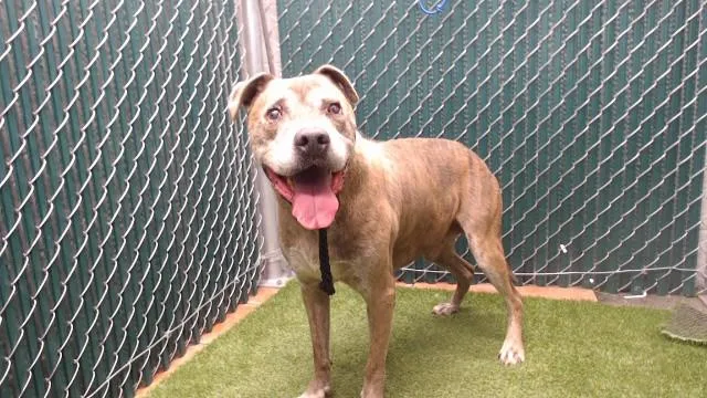 A senior medium-sized male Pit Bull Terrier dog named Rico for adoption in Downey, CA