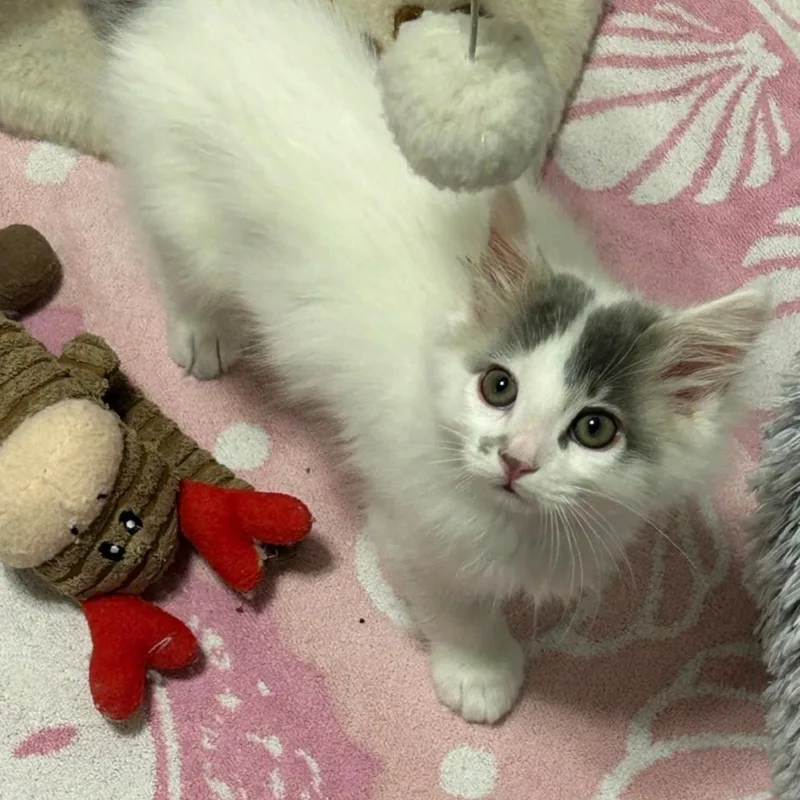A baby small-sized male White Domestic Short Hair cat named Hook for adoption in Westminster, CA