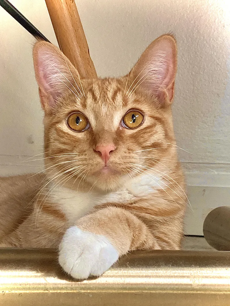 An adult small-sized male Domestic Short Hair cat named Bobby for adoption in Tracy, CA