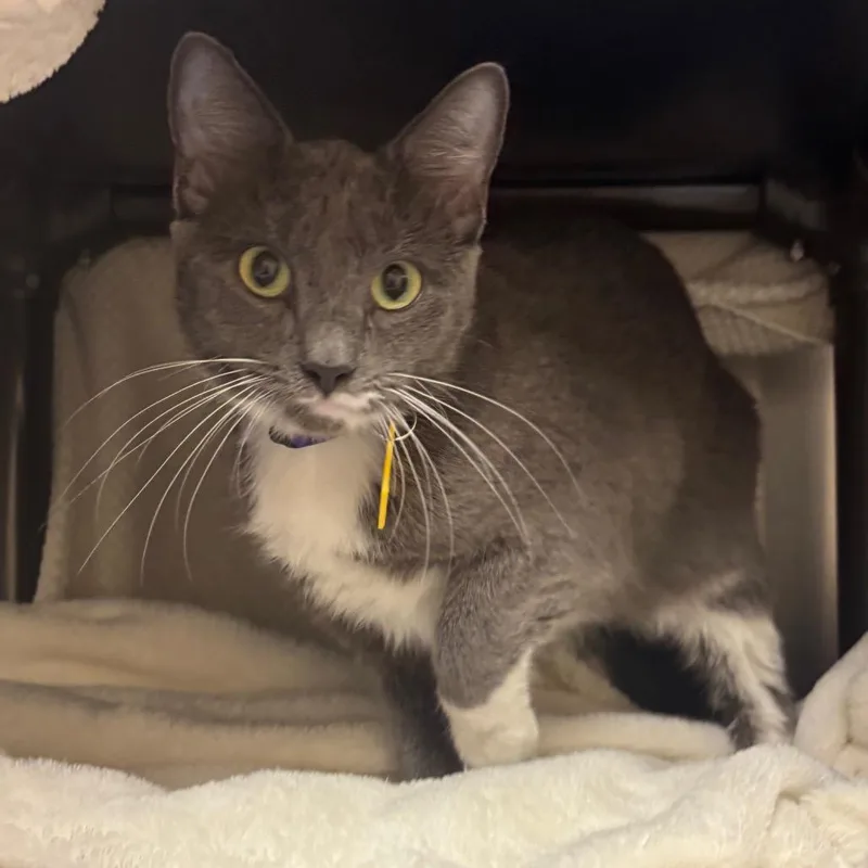 An adult medium-sized female Gray / Blue / Silver Domestic Short Hair cat named Misu for adoption in Springfield, MA