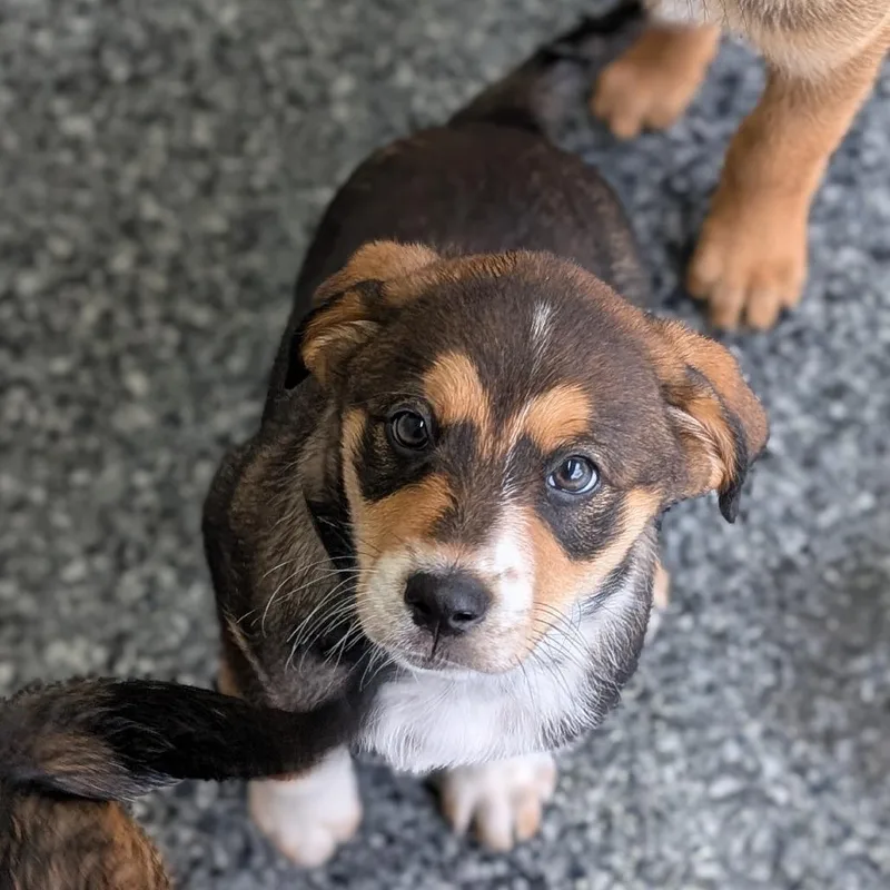 A baby small-sized female Brown / Chocolate Australian Cattle Dog / Blue Heeler dog named Mabel for adoption in Buchanan Dam, TX