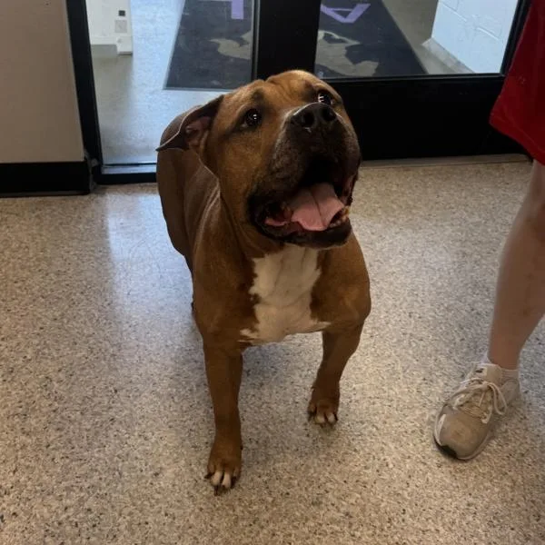 An adult large-sized male American Staffordshire Terrier dog named Felix for adoption in Des Moines, IA
