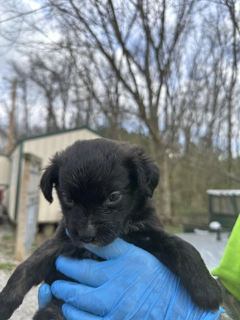 A baby small-sized female Terrier dog named Blossom for adoption in Lawrenceburg, TN