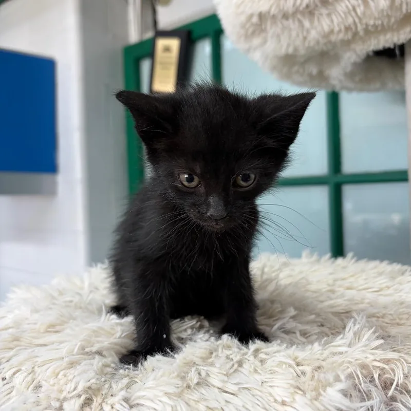 A baby small-sized male Black Domestic Short Hair cat named Jolly Rancher for adoption in West Point, MS