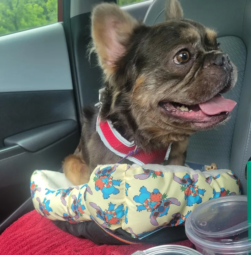 Chewy Frenchie