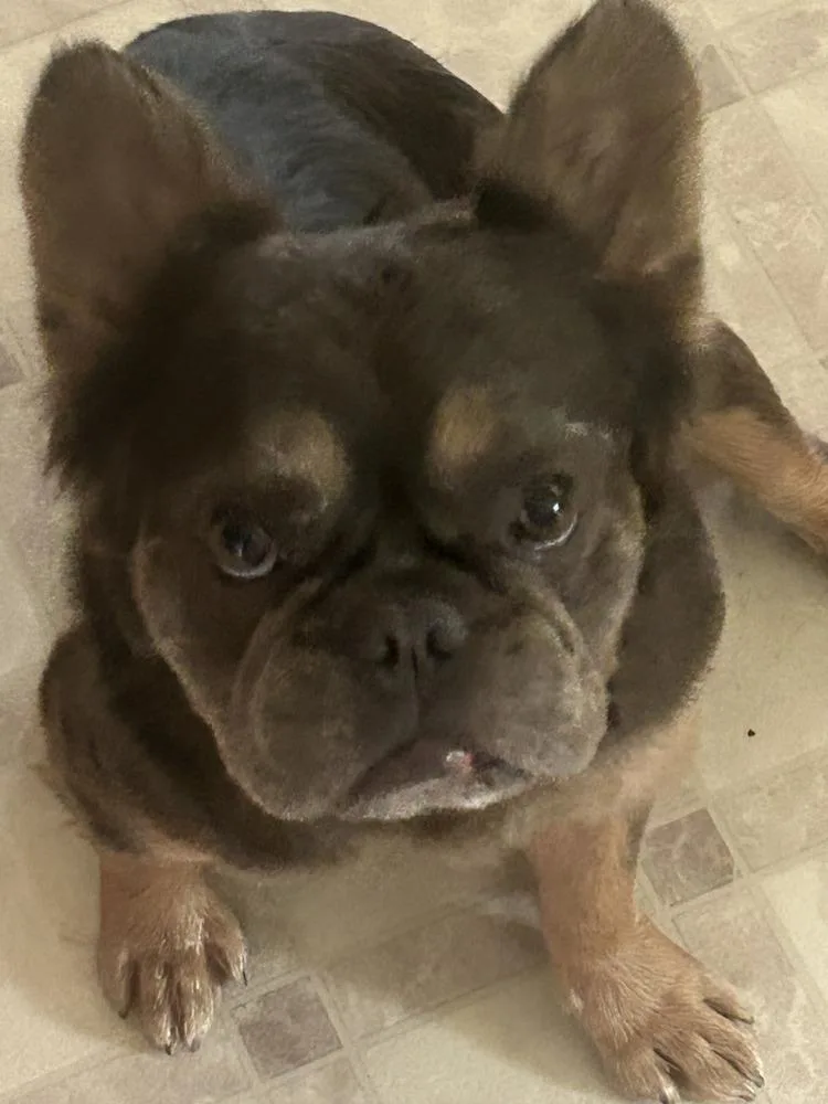 Chewy Frenchie thumbnail 2