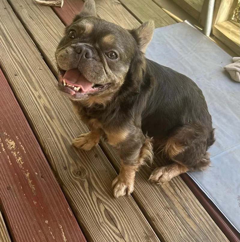 Chewy Frenchie thumbnail 3