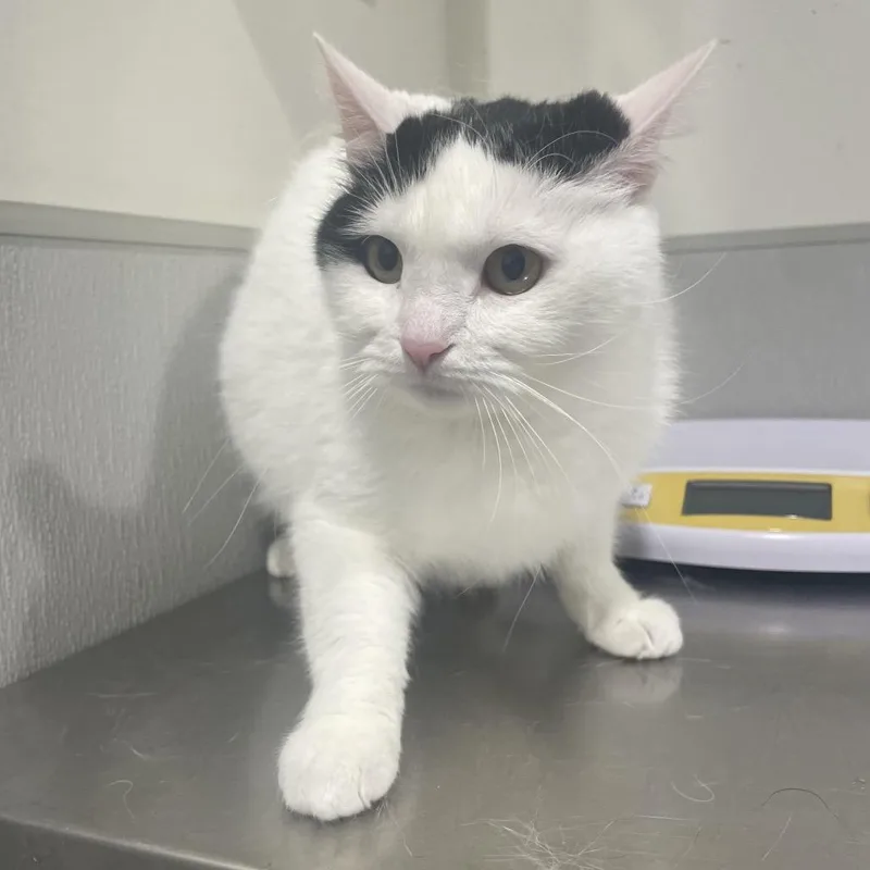 A young medium-sized female White Domestic Short Hair cat named Lady for adoption in Tampa, FL