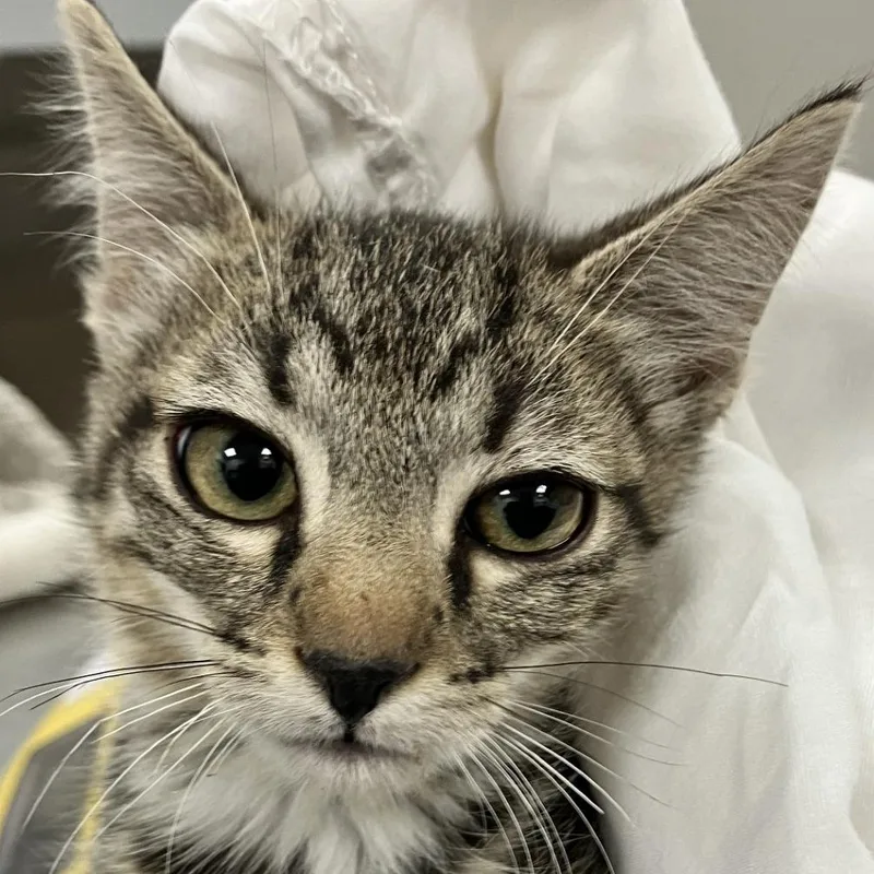 A baby small-sized female Black Domestic Short Hair cat named Scully for adoption in Las Cruces, NM