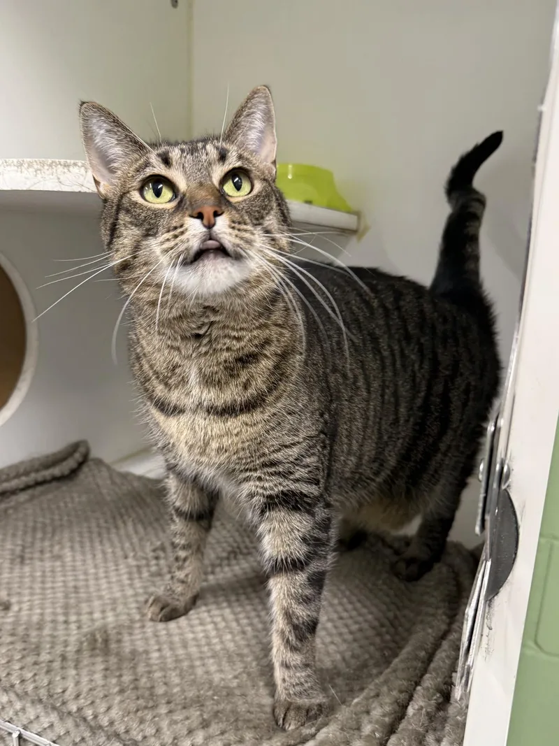An adult large-sized female Tabby (Brown / Chocolate) Domestic Short Hair cat named Mouse for adoption in Leitchfield, KY