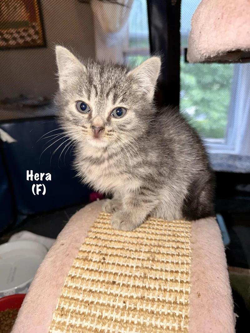 A baby small-sized female Tabby (Gray / Blue / Silver) Domestic Short Hair cat named Hera for adoption in East Hartford , CT
