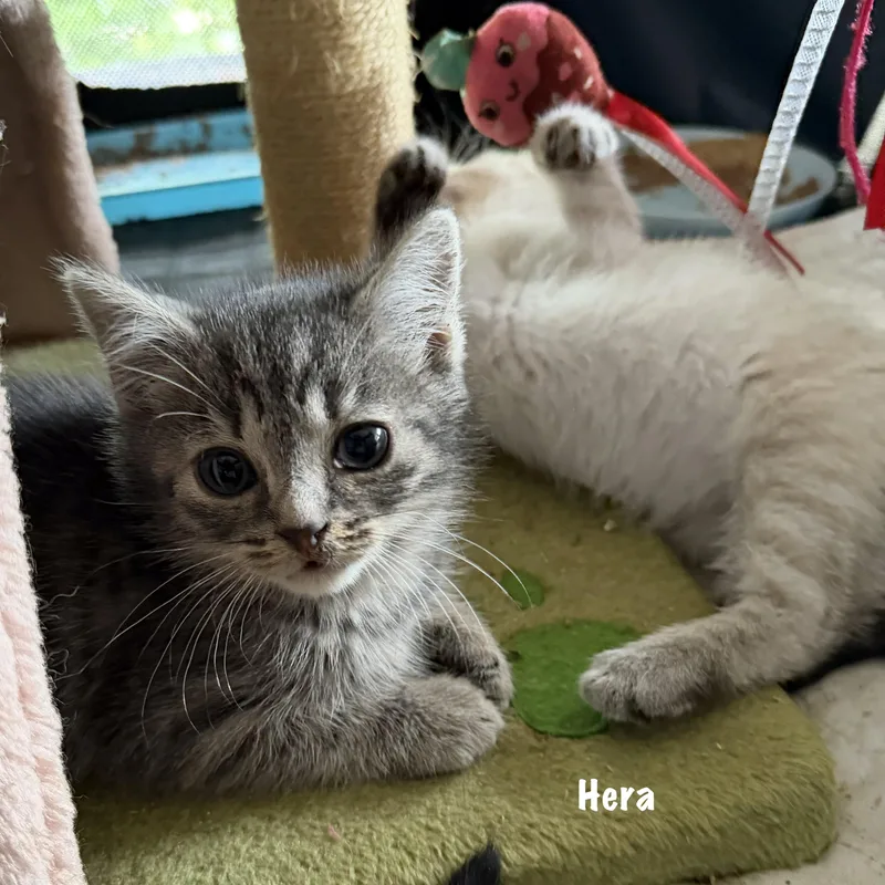 Hera thumbnail 2