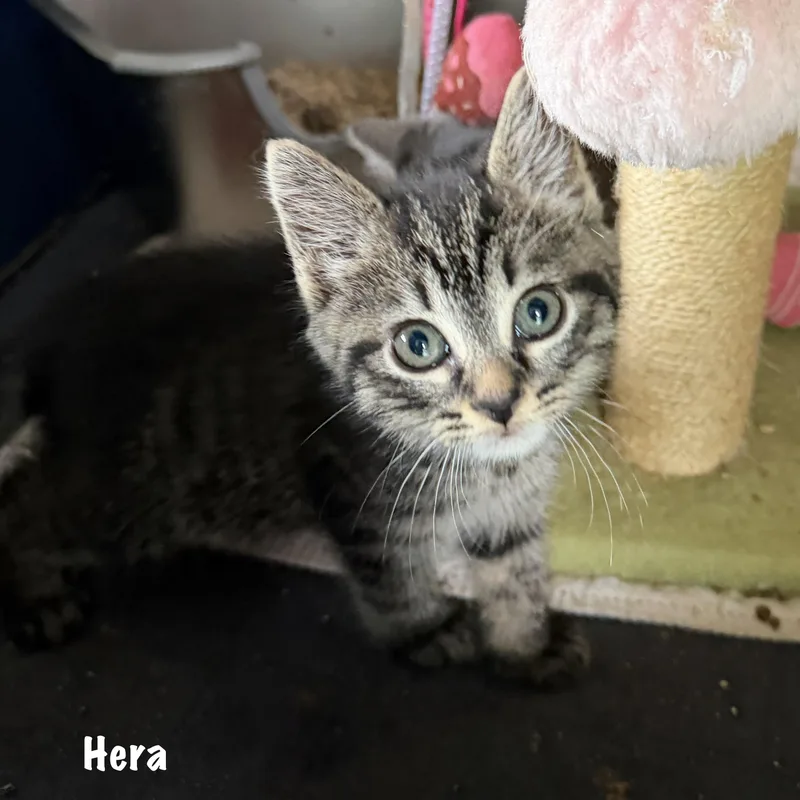 Hera thumbnail 4
