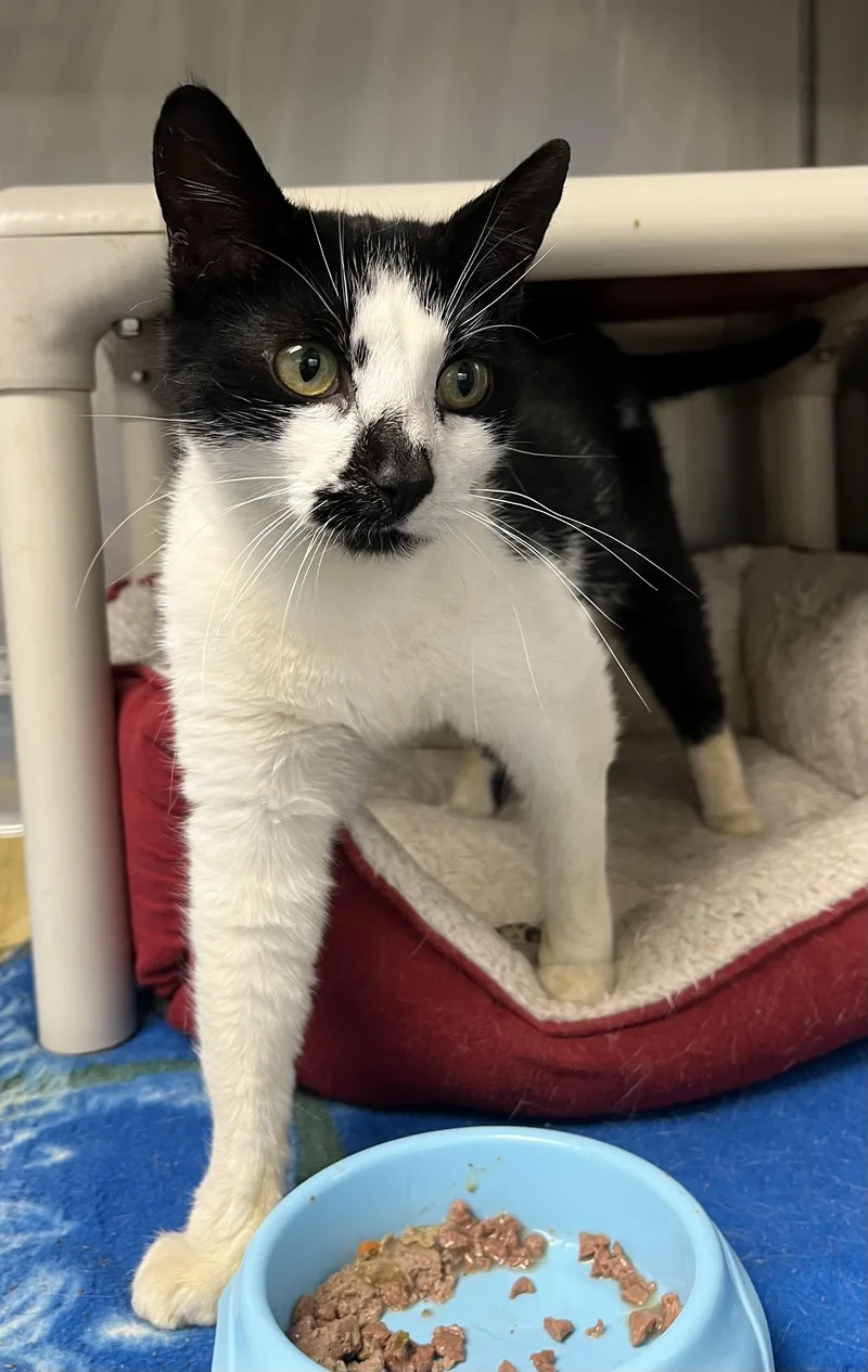 An adult medium-sized female Black & White / Tuxedo Domestic Short Hair cat named Dot for adoption in Mendham, NJ